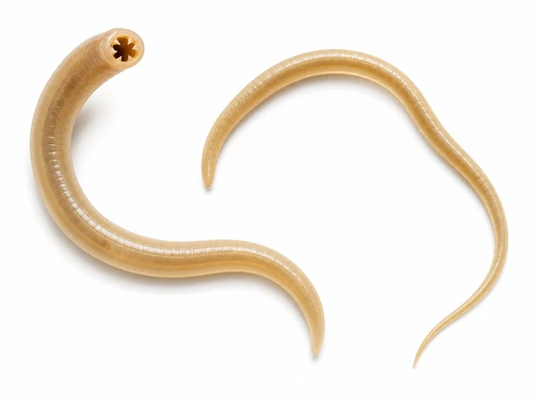 Realistic image of hookworm.