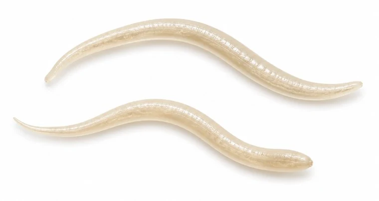 Realistic image of pinworm.