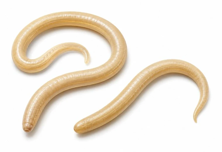 Realistic image of roundworm.