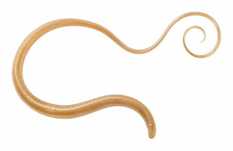 Realistic image of whipworm.